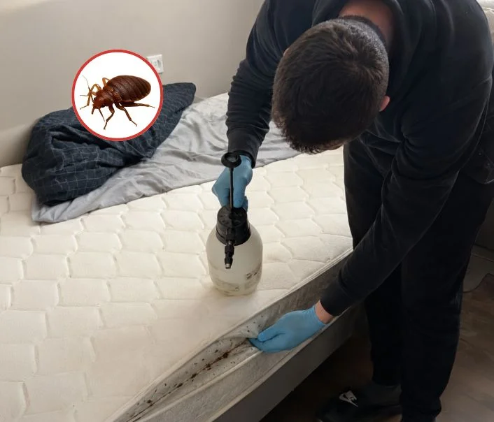 Technicien traitant un matelas contre les punaises de lit à Sonchamp